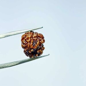 Abhimantrit 2 Mukhi Rudraksha bead (Nepali) With X-ray Report 13.8 mm - Image 2