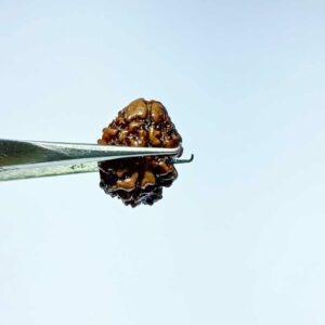 Abhimantrit 2 Mukhi Rudraksha bead (Nepali) With X-ray Report 13.8 mm - Image 7