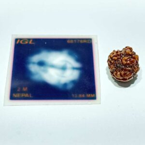Abhimantrit 2 Mukhi Rudraksha bead (Nepali) With X-ray Report 13.8 mm - Image 3