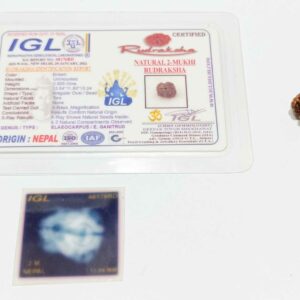 Abhimantrit 2 Mukhi Rudraksha bead (Nepali) With X-ray Report 13.8 mm - Image 4