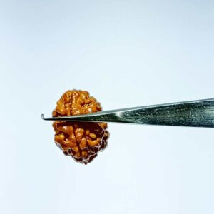 Abhimantrit 2 Mukhi Rudraksha Bead (Nepali) With X-ray Report, 15.1 mm - Image 4