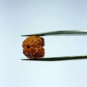 Abhimantrit 2 Mukhi Rudraksha Bead (Nepali) With X-ray Report, 15.1 mm - Image 1