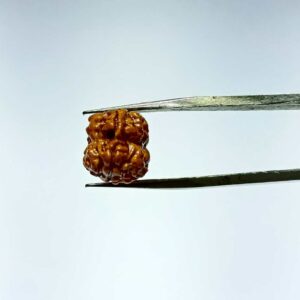 Abhimantrit 2 Mukhi Rudraksha Bead (Nepali) With X-ray Report, 15.1 mm - Image 6