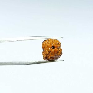 Abhimantrit 2 Mukhi Rudraksha Bead (Nepali) With X-ray Report, 15.1 mm - Image 2
