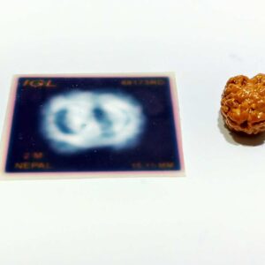 Abhimantrit 2 Mukhi Rudraksha Bead (Nepali) With X-ray Report, 15.1 mm - Image 3