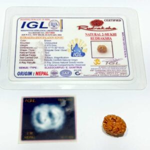 Abhimantrit 2 Mukhi Rudraksha Bead (Nepali) With X-ray Report, 15.1 mm - Image 5