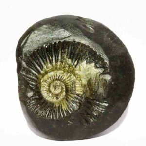 Kuber Shaligram 151 Gram Very Rare Shaligram - Image 1