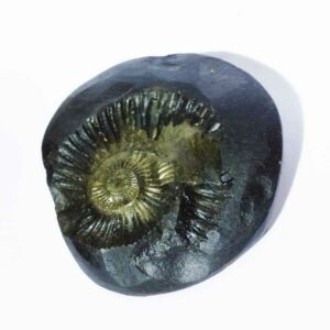Kuber Shaligram 151 Gram Very Rare Shaligram - Image 5