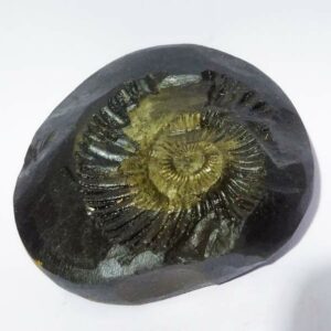 Kuber Shaligram 151 Gram Very Rare Shaligram - Image 2