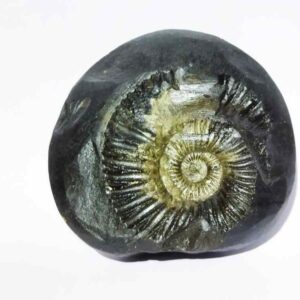 Kuber Shaligram 151 Gram Very Rare Shaligram - Image 3