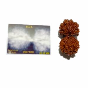 Natural 14 Mukhi Gauri Shankar Rudraksha & Certified - 39 mm With X-ray Report - Image 2