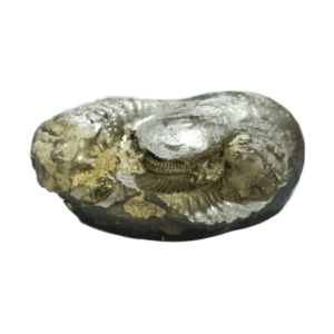 Very Rare Laxmi Narayan Shaligram 240 grams (Lakshmi narayan) - Image 2