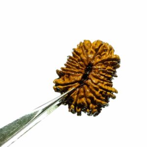16 Mukhi Rudraksha 29 mm with X-ray Report - Image 2