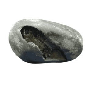 Very Rare Laxmi Narayan Shaligram  393 Gram (Lakshmi narayan) - Image 5