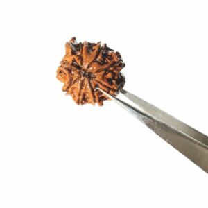 Rare Nepali 8 Mukhi Ganesh Rudraksha – 23 mm Premium Certified