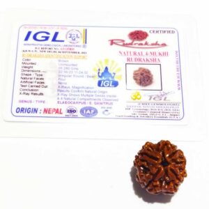 Certified 4 Mukhi Rudraksha (Nepali) Bead 21mm - Image 2