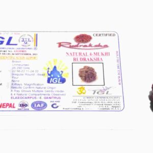 Certified 4 Mukhi Rudraksha (Nepali) Bead 21mm - Image 5
