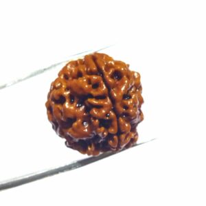 Certified 4 Mukhi Rudraksha (Nepali) Bead 21mm - Image 4