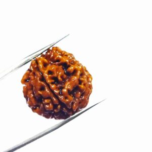 Certified 4 Mukhi Rudraksha (Nepali) Bead 21mm - Image 6