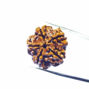 5 Mukhi Rudraksha (Nepali) Bead 22 mm & Certified - 4 Gram Appx. - Image 2