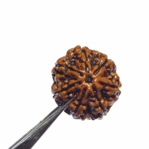 Original 7 Mukhi Rudraksha (Nepali) Bead 22 mm Approx Lab-Certified Big Size - Image 2