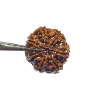 Original 7 Mukhi Rudraksha (Nepali) Bead 22 mm Approx Lab-Certified Big Size - Image 3