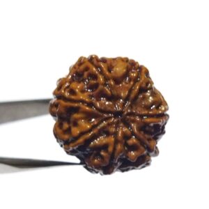 Original 7 Mukhi Rudraksha (Nepali) Bead 22 mm Approx Lab-Certified Big Size - Image 1