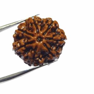 Original 7 Mukhi Rudraksha (Nepali) Bead 22 mm Approx Lab-Certified Big Size - Image 4