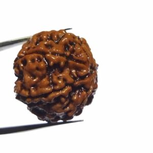 Original 7 Mukhi Rudraksha (Nepali) Bead 22 mm Approx Lab-Certified Big Size - Image 5