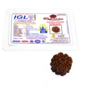 Natural 8 Mukhi Rudraksha (Nepali) Bead 21 mm - Image 2