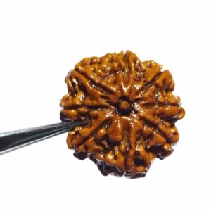 Natural 8 Mukhi Rudraksha (Nepali) Bead 21 mm - Image 3