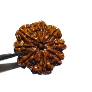 Natural 8 Mukhi Rudraksha (Nepali) Bead 21 mm - Image 4