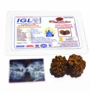 Genuine Ganesh Gauri Shankar Rudraksha 39mm X-ray Report - Image 2