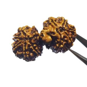 Genuine Ganesh Gauri Shankar Rudraksha 39mm X-ray Report - Image 3