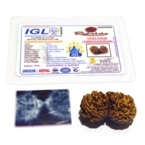 Original 10 Mukhi Gauri Shankar Rudraksha 39.7 X-ray Report - Image 2