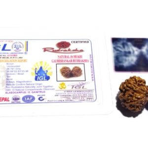 Original 10 Mukhi Gauri Shankar Rudraksha 39.7 X-ray Report - Image 6