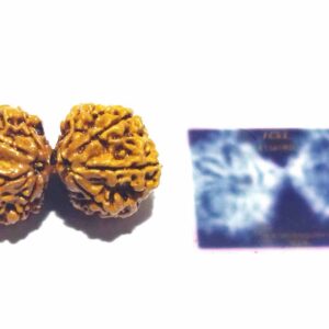 Original 10 Mukhi Gauri Shankar Rudraksha 39.7 X-ray Report - Image 4