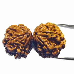 Original 10 Mukhi Gauri Shankar Rudraksha 39.7 X-ray Report - Image 3
