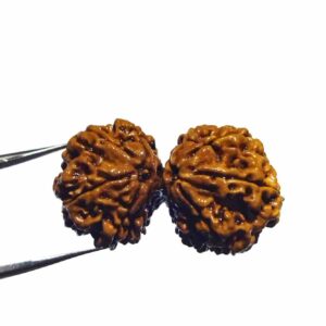 Original 10 Mukhi Gauri Shankar Rudraksha 39.7 X-ray Report - Image 5