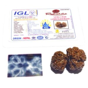 Natural 11 Mukhi Gauri Shankar Rudraksha 38.9mm X-ray Report - Image 2