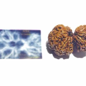 Natural 11 Mukhi Gauri Shankar Rudraksha 38.9mm X-ray Report - Image 5