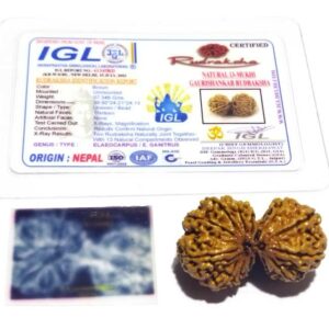 Nepali 13 Mukhi Gauri Shankar Rudraksha 40mm With X-ray Report - Image 2