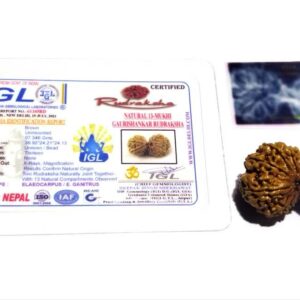 Nepali 13 Mukhi Gauri Shankar Rudraksha 40mm With X-ray Report - Image 5