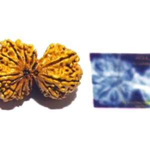 Nepali 13 Mukhi Gauri Shankar Rudraksha 40mm With X-ray Report - Image 3