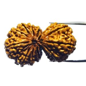 Nepali 13 Mukhi Gauri Shankar Rudraksha 40mm With X-ray Report - Image 4