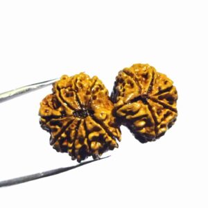 Nepali 13 Mukhi Gauri Shankar Rudraksha 40mm With X-ray Report - Image 6