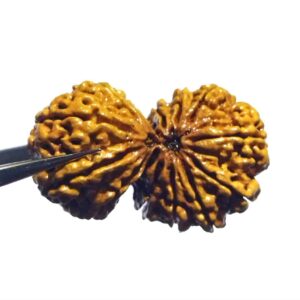 Nepali 13 Mukhi Gauri Shankar Rudraksha 40mm With X-ray Report - Image 7