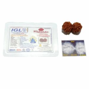 Natural 14 Mukhi Gauri Shankar Rudraksha & Certified - 39 mm With X-ray Report - Image 3