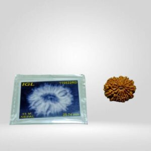 Natural 15 Mukhi Rudraksha (Nepali) 25.7mm With X-ray Report - Image 3