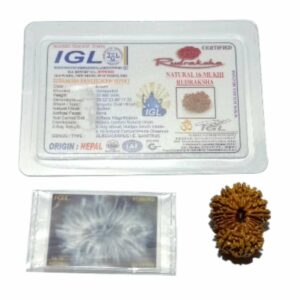 16 Mukhi Rudraksha 29 mm with X-ray Report - Image 5